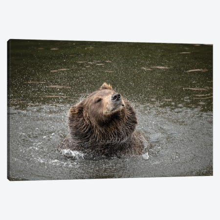 Brown Bear At Fortress Of The Bear, A Rescue Center In Sitka, Shakes Off Water Canvas Print #BSQ7} by Betty Sederquist Canvas Wall Art