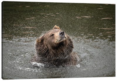 Brown Bear At Fortress Of The Bear, A Rescue Center In Sitka, Shakes Off Water Canvas Art Print