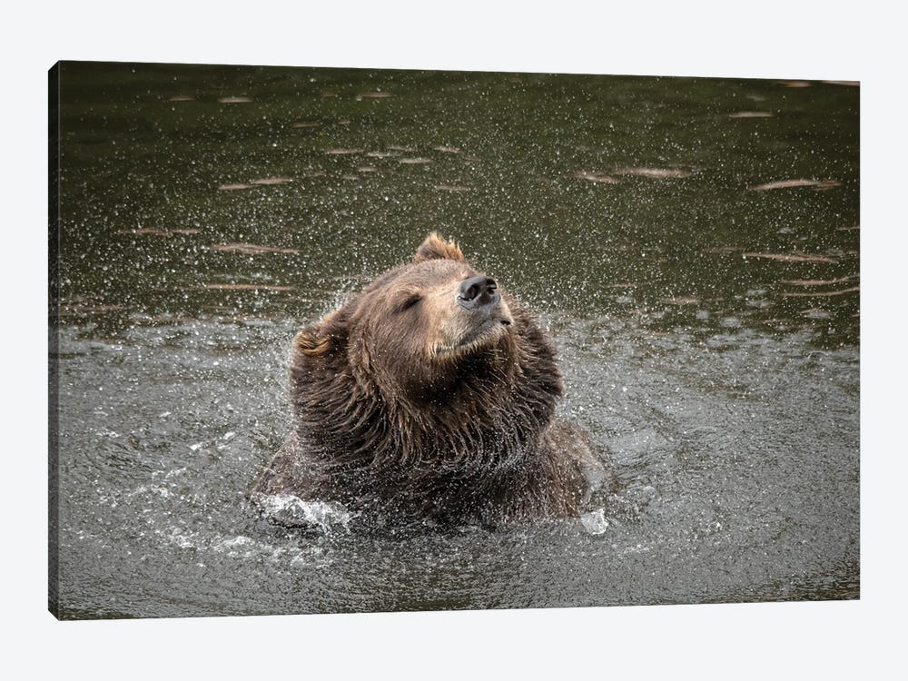 Brown Bear At Fortress Of The Bear, A Rescue Center In Sitka, Shakes Off Water by Betty Sederquist 1-piece Canvas Art