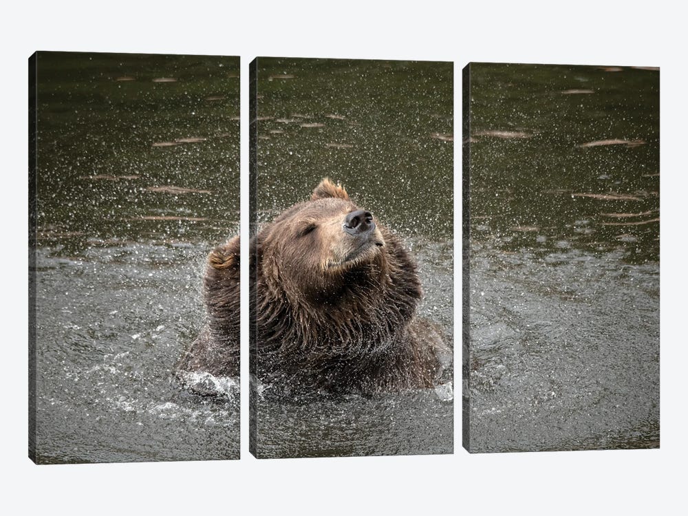 Brown Bear At Fortress Of The Bear, A Rescue Center In Sitka, Shakes Off Water by Betty Sederquist 3-piece Canvas Artwork