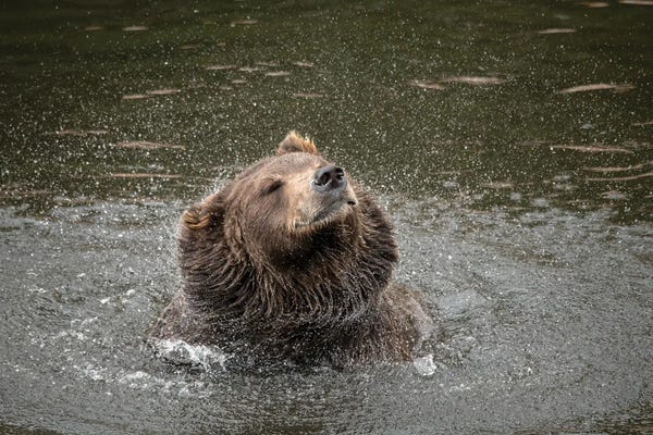 Brown Bear At Fortress Of The Bear, A Rescue Center In Sitka, Shakes Off Water