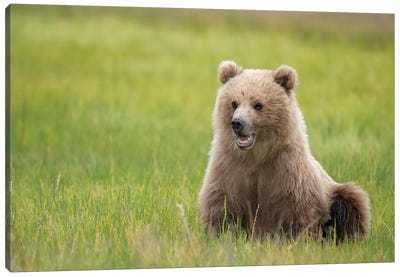 Brown Bear Cub Eating Sedge Grasses Canvas Art Print