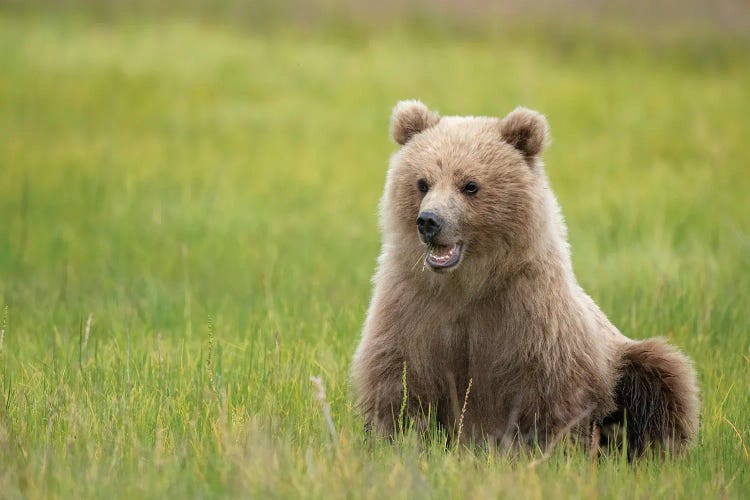 Brown Bear Cub Eating Sedge Grasses