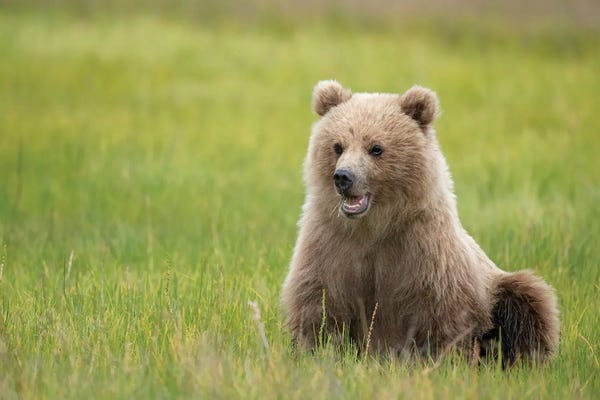 Brown Bear Cub Eating Sedge Grasses
