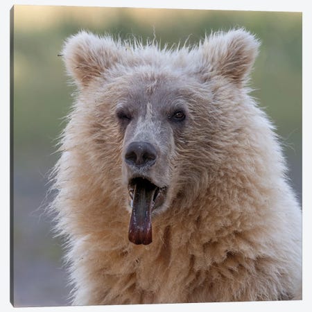 Brown Bear Cub Sticking Out Its Tongue Canvas Print #BSQ9} by Betty Sederquist Art Print