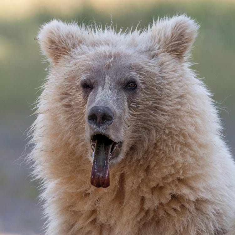Brown Bear Cub Sticking Out Its Tongue