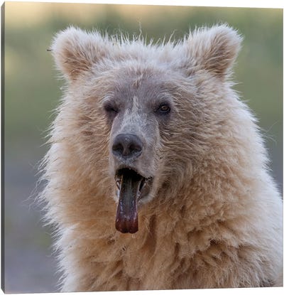Brown Bear Cub Sticking Out Its Tongue Canvas Art Print