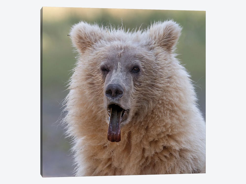 Brown Bear Cub Sticking Out Its Tongue by Betty Sederquist 1-piece Canvas Wall Art