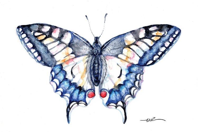 Swallowtail