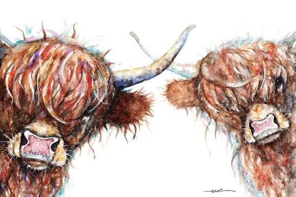 Curious Highland Cows