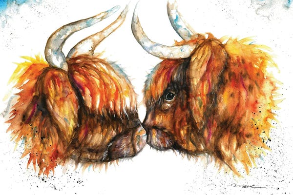 Highland Cows