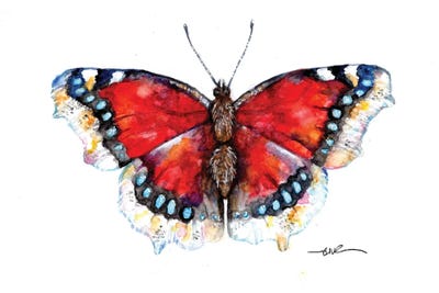 Camberwell Beauty by BebesArts framed canvas print