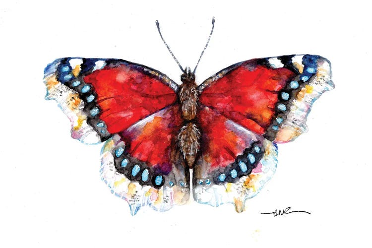 Camberwell Beauty by BebesArts wall art