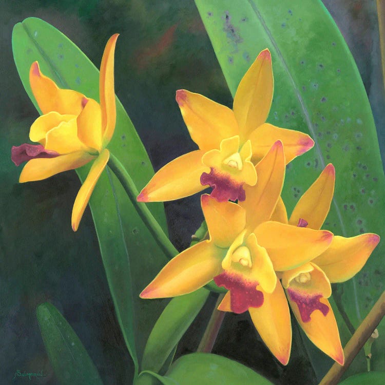 Flor III by Benito Salmeron wall art