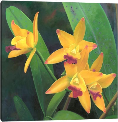Flor III Canvas Art Print - Daffodil Art