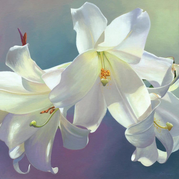 Flor VI by Benito Salmeron wall art
