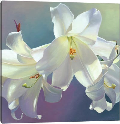 Flor VI Canvas Art Print - Lily Art
