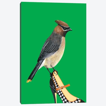 Cedar Waxwing Bird On Shoe Canvas Print #BTM31} by Jackie Besteman Canvas Print