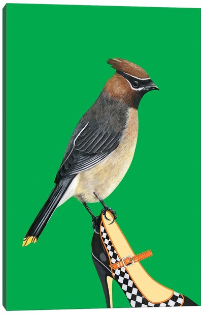 Cedar Waxwing Bird On Shoe Canvas Art Print