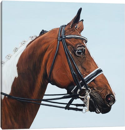 Horse Tabiano Canvas Art Print - Clara Bastian