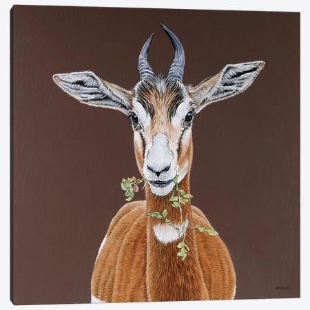 Mhorr Gazelle Canvas Print #BTN21} by Clara Bastian Canvas Print