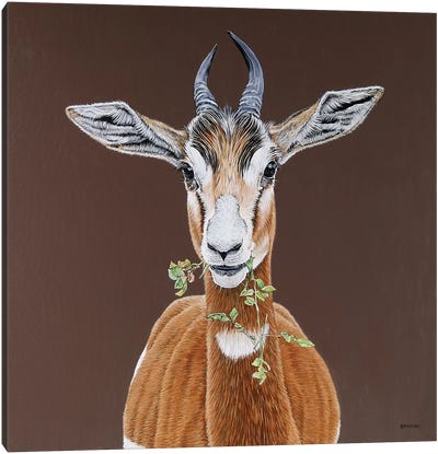 Mhorr Gazelle Canvas Art Print - Antelope Art