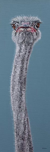 Ostriches: Ostrich by Clara Bastian