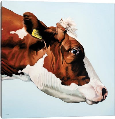Profile Cow Canvas Art Print - Cow Art