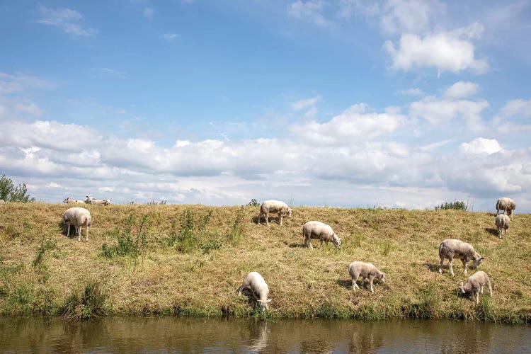 Grazing Sheep