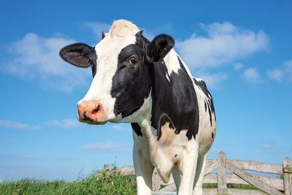 Cute Cow