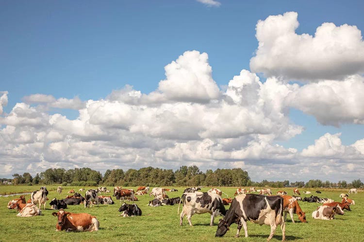 Grazing Cows In A Meadow