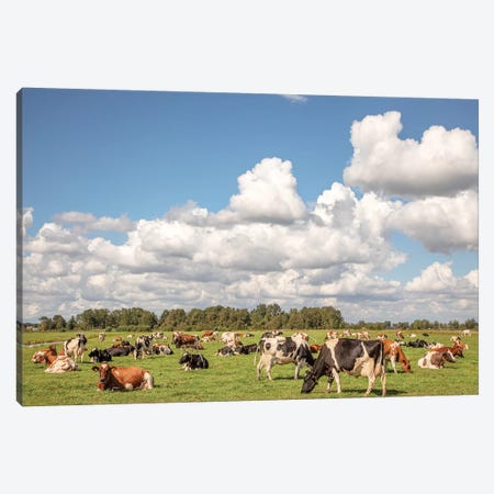Grazing Cows In A Meadow Canvas Print #BTN45} by Clara Bastian Canvas Artwork