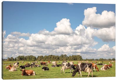 Grazing Cows In A Meadow Canvas Art Print - Clara Bastian