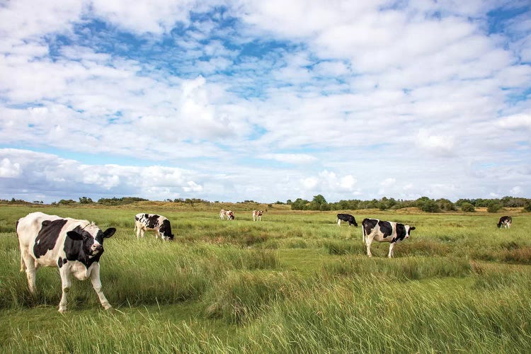 Cows In The Field