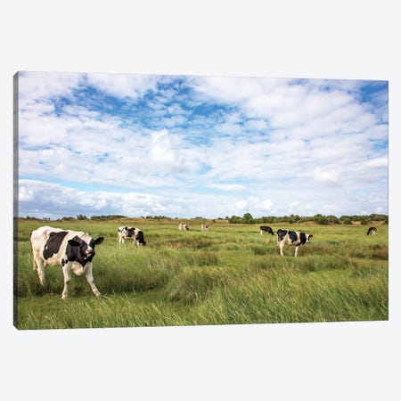 Cows In The Field Canvas Print #BTN47} by Clara Bastian Canvas Wall Art