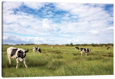 Cows In The Field Canvas Art Print - Clara Bastian