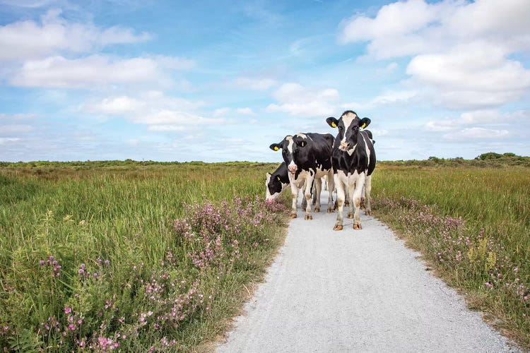 Cows On The Road