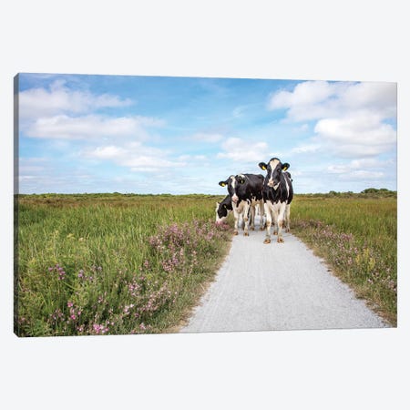 Cows On The Road Canvas Print #BTN48} by Clara Bastian Canvas Print