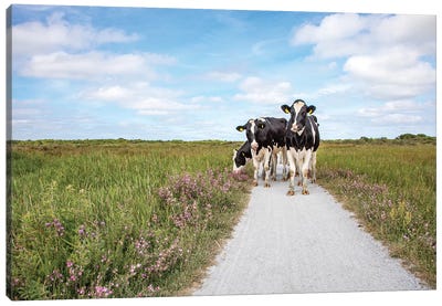 Cows On The Road Canvas Art Print - Clara Bastian