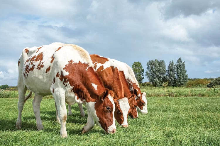 Four Cows On A Row