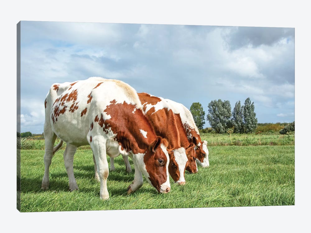 Four Cows On A Row by Clara Bastian 1-piece Art Print