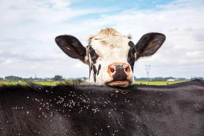 Hide And Seek by Clara Bastian acrylic art print