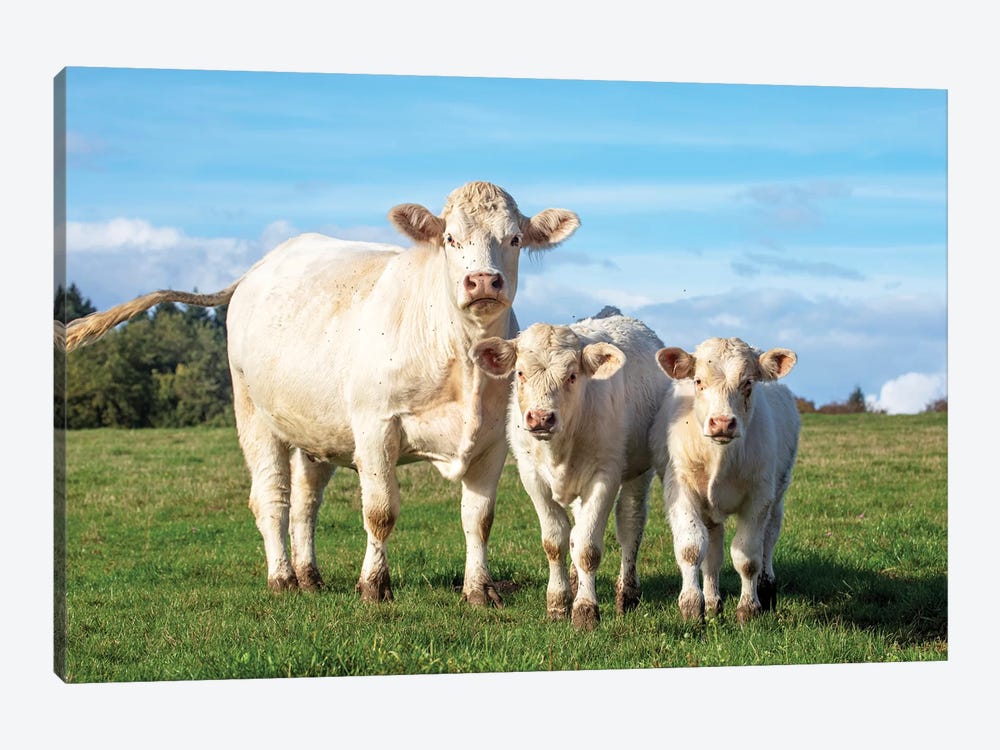 White Cow And Her Calves by Clara Bastian 1-piece Canvas Wall Art