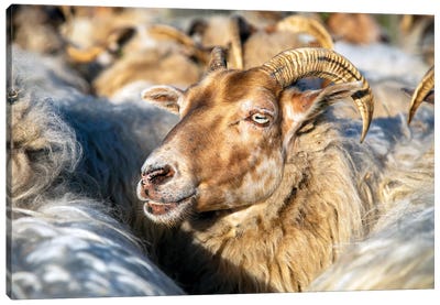 In the crowd Canvas Art Print - Goat Art