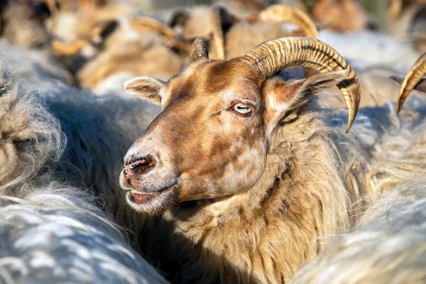 Goats: In the crowd by Clara Bastian