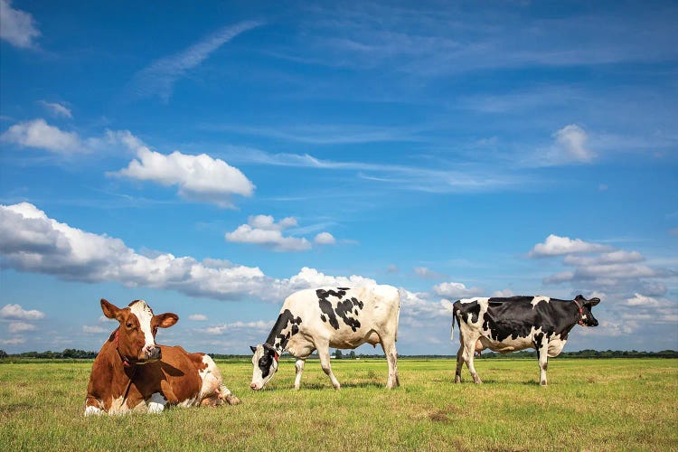 Pastureland