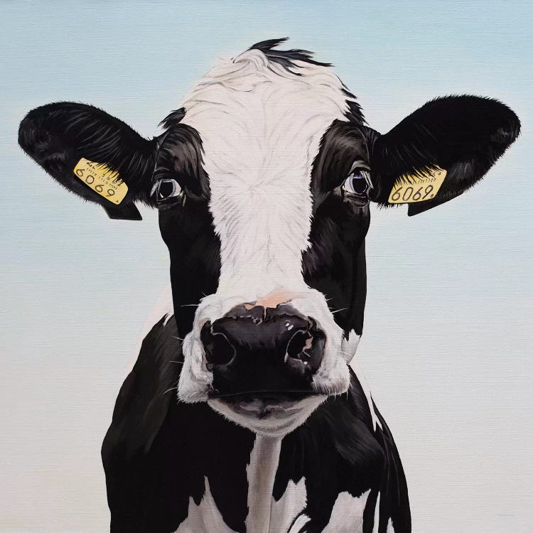 Cow 6069