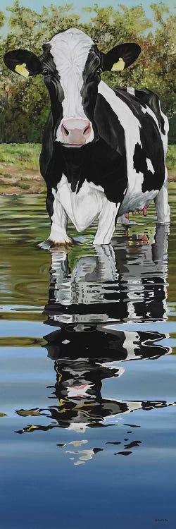 Cow In A Creek