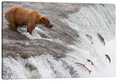 Grizzly Bear Fishing For Sockeye Salmon Which Are Jumping Up Waterfall, Brooks Falls, Katmai National Park, Alaska Canvas Art Print - Fish Art