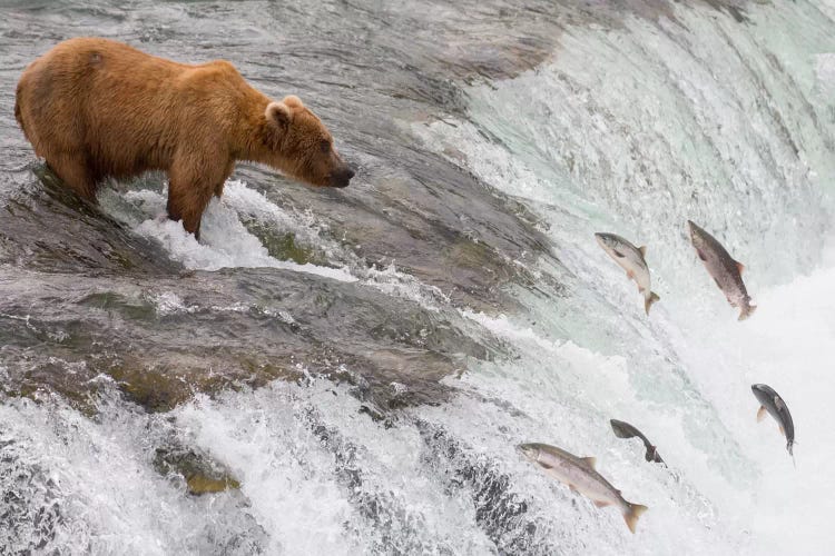 Grizzly Bear Fishing For Sockeye Salmon Which Are Jumping Up Waterfall, Brooks Falls, Katmai National Park, Alaska